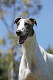 GREYHOUND 021